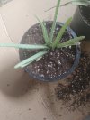 Aloe6.jpg